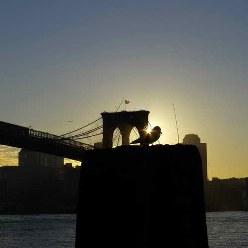 NYC_2012-11-21 07-35-12_P1070413